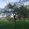 Kirschenblüte