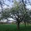 Kirschenblüte