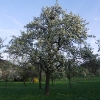 Kirschenblüte