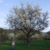 Kirschenblüte