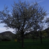 Kirschenblüte