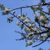 Kirschenblüte