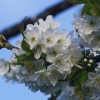 Kirschenblüte