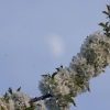 Kirschenblüte
