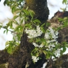 Kirschenblüte