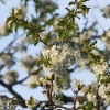 Kirschenblüte