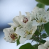 Kirschenblüte