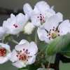 Kirschenblüte