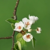 Kirschenblüte