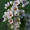 Kirschenblüte