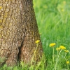 Kirschenblüte