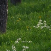 Kirschenblüte
