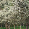 Kirschenblüte