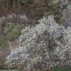 Kirschenblüte