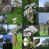 Kirschenblüte