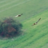 Kornbühl und Salmendinger Kapelle 13.10.2015