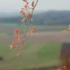 Kornbühl und Salmendinger Kapelle 13.10.2015