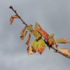 Kornbühl und Salmendinger Kapelle 13.10.2015