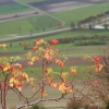Kornbühl und Salmendinger Kapelle 13.10.2015