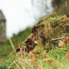 Kornbühl und Salmendinger Kapelle 13.10.2015