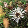 Kornbühl und Salmendinger Kapelle 13.10.2015