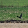 Kornbühl und Salmendinger Kapelle 13.10.2015