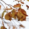 Kornbühl und Salmendinger Kapelle 13.10.2015