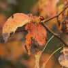 Kornbühl und Salmendinger Kapelle 13.10.2015