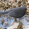 Amsel