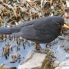 Amsel