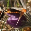 Küchenschelle
