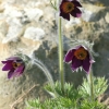 Küchenschelle