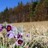 Küchenschellen Pfullingen