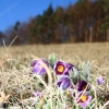 Küchenschellen Pfullingen