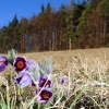 Küchenschellen Pfullingen