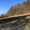 Küchenschellen Pfullingen