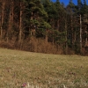 Küchenschellen Pfullingen