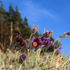 Küchenschellen Pfullingen