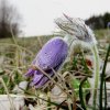 Küchenschellen Pfullingen 01.04.2016