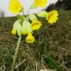 Küchenschellen Pfullingen 01.04.2016