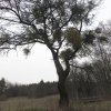 Küchenschellen Pfullingen 01.04.2016