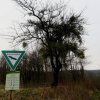 Küchenschellen Pfullingen 01.04.2016