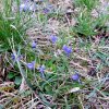 Küchenschellen Pfullingen 01.04.2016