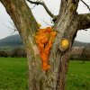 Küchenschellen Pfullingen 01.04.2016