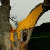 Küchenschellen Pfullingen 01.04.2016