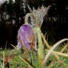 Küchenschellen Pfullingen 01.04.2016
