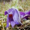 Küchenschellen Pfullingen 01.04.2016