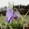 Küchenschellen Pfullingen 01.04.2016