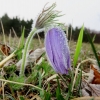 Küchenschellen Pfullingen 01.04.2016