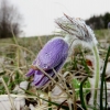 Küchenschellen Pfullingen 01.04.2016